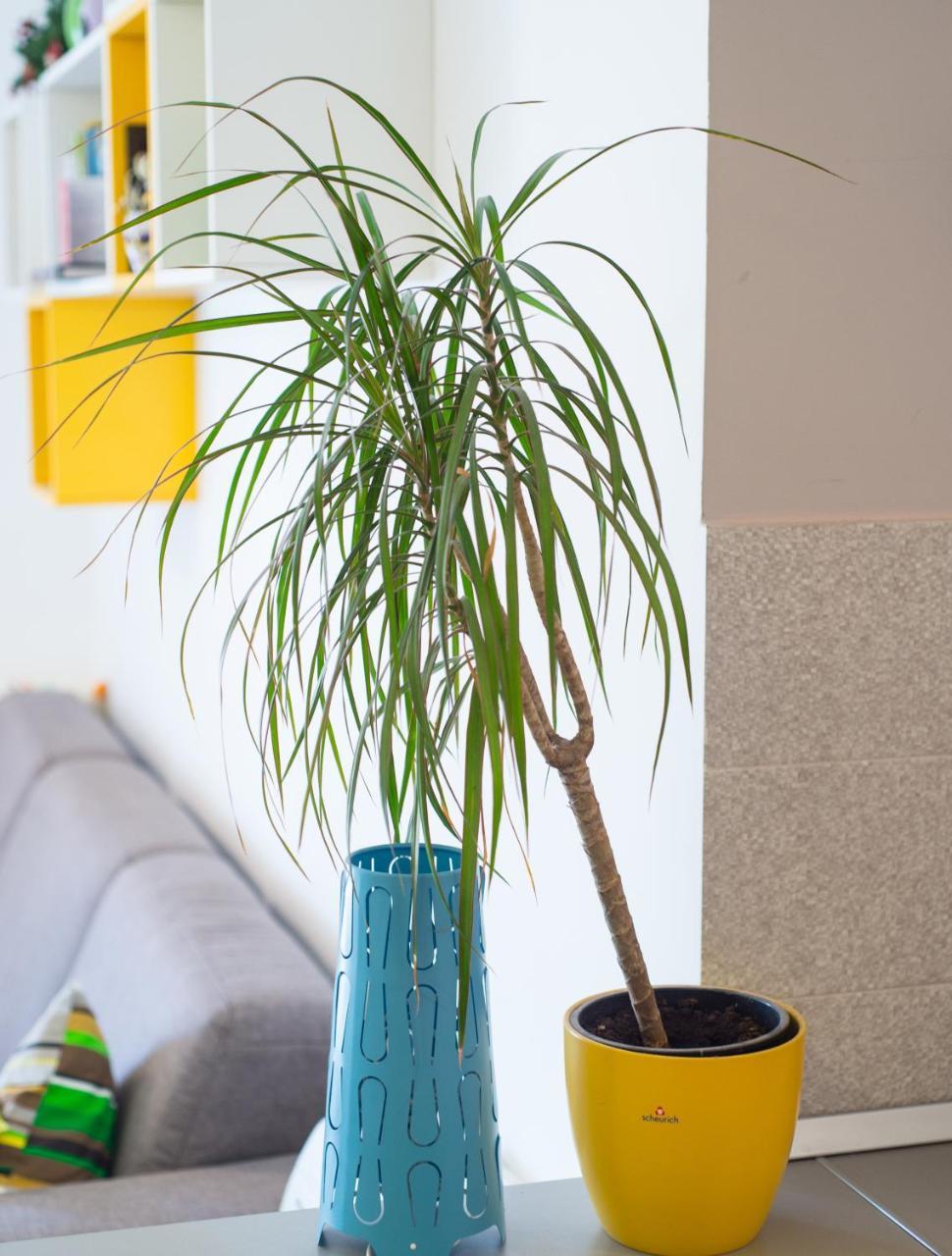 Apartment Lemon โมสตาร์ ภายนอก รูปภาพ